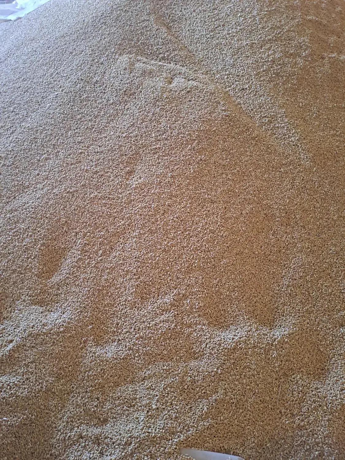 گندم آبی بذری|عمدهفروشی|زالیان, |دیوار