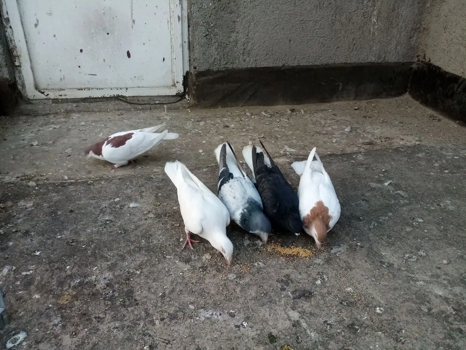 کبوترفروشی|پرنده|شیروان (خراسان), |دیوار