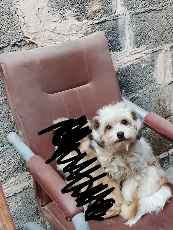 واگذاری سگ پاپی|سگ|نجفآباد, کهریزسنگ|دیوار