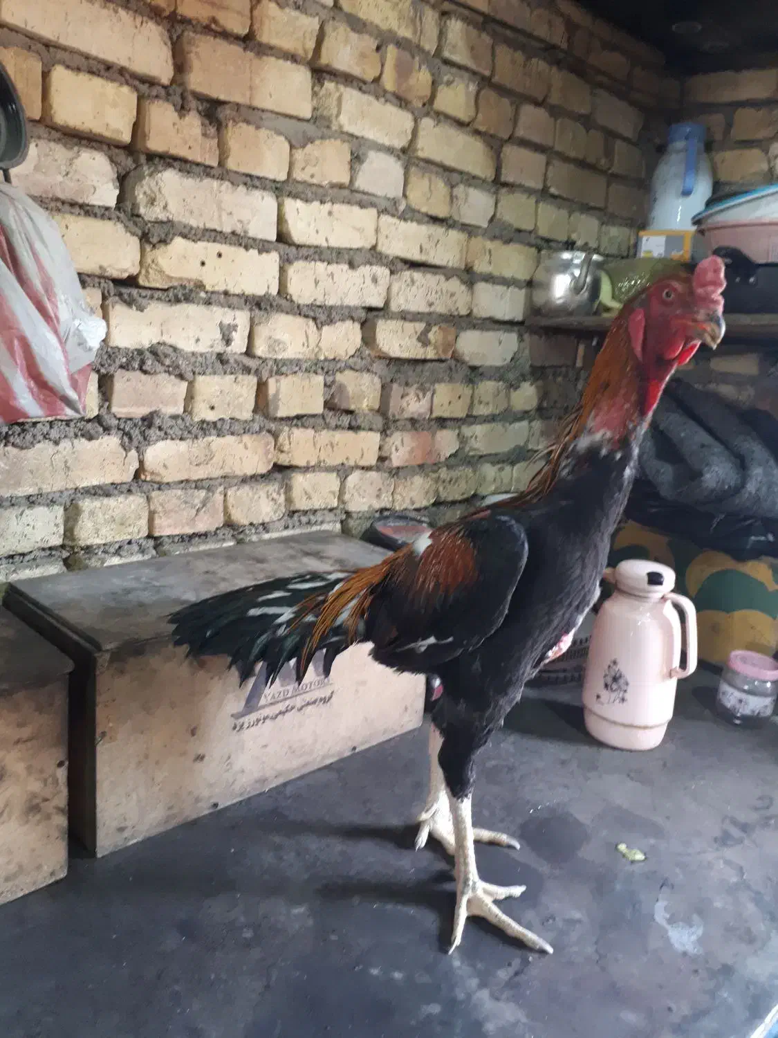 خروس لاری|حیوانات مزرعه|تهران, افسریه شمالی|دیوار