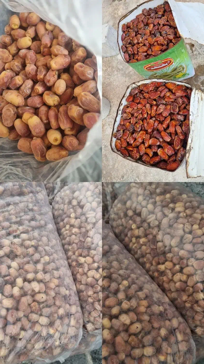 زاهدی و  خرما کبکاب|عمده‌فروشی|بهبهان, |دیوار