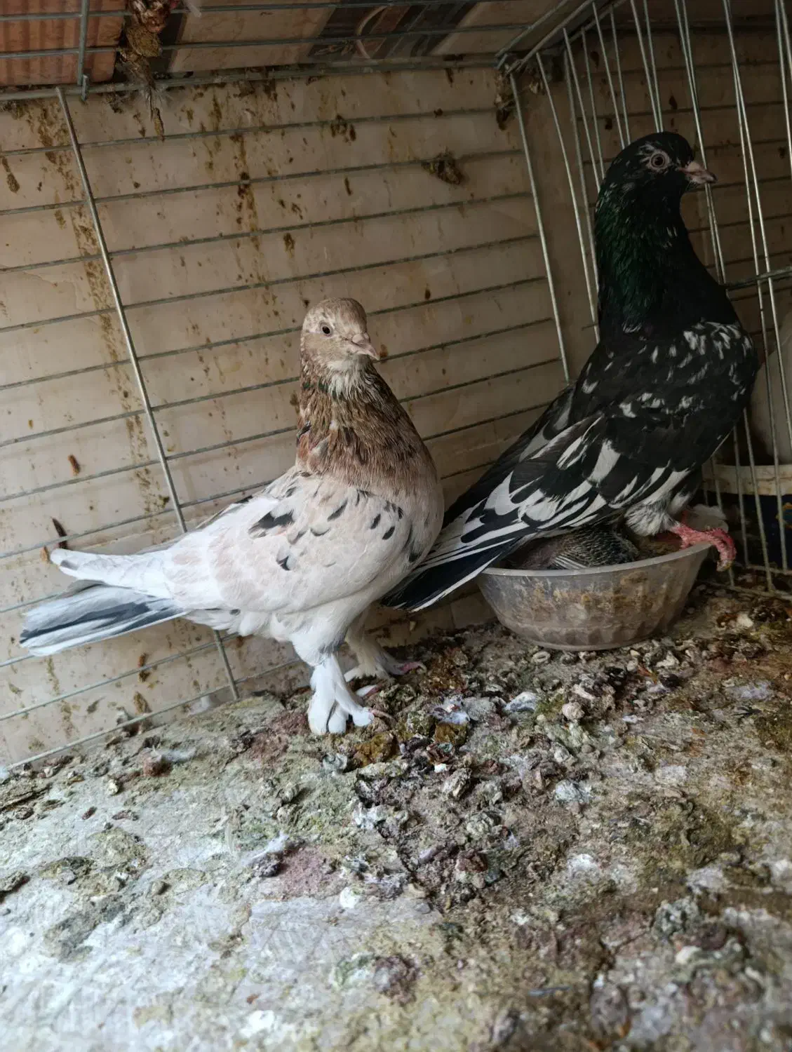 نروماده سرور|پرنده|اردکان, |دیوار