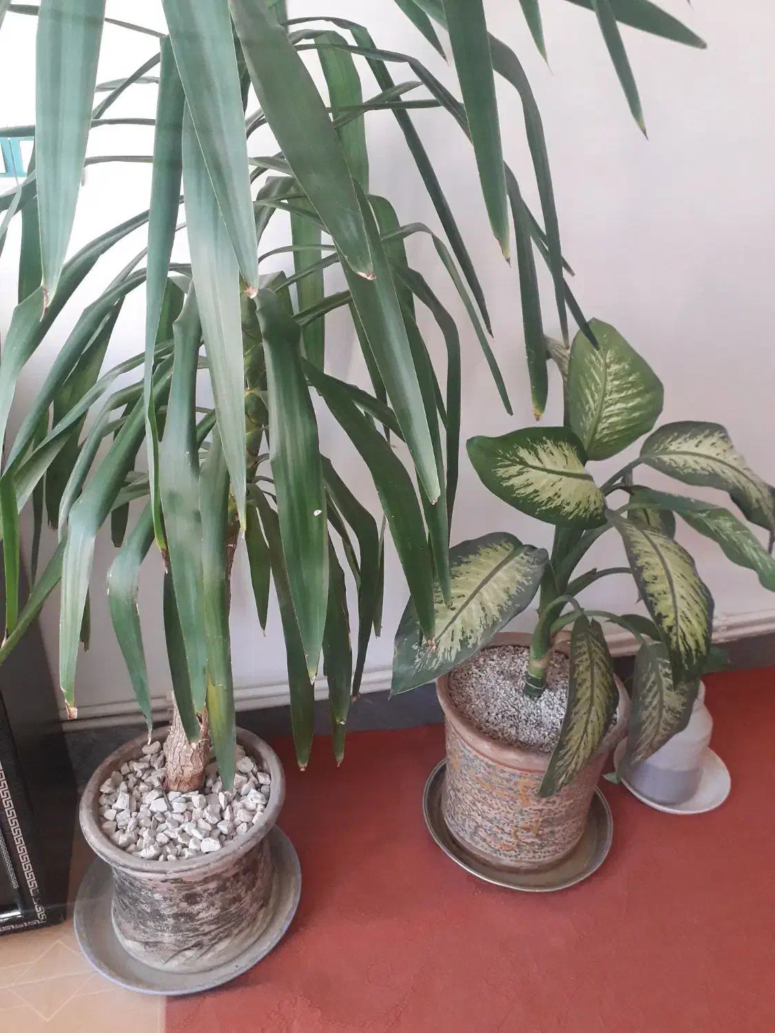 گل تزئینی دیفن‌..نخل|گل و گیاه طبیعی|گوآور, |دیوار