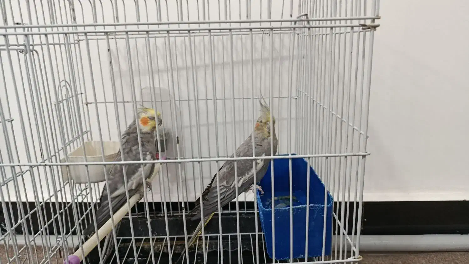 عروس هلندی نر وماده مولد|پرنده|رباط‌کریم, آدران|دیوار