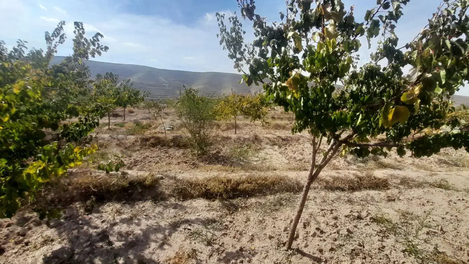 فوری|فروش دفتر صنعتی، کشاورزی، تجاری|اسکو, |دیوار