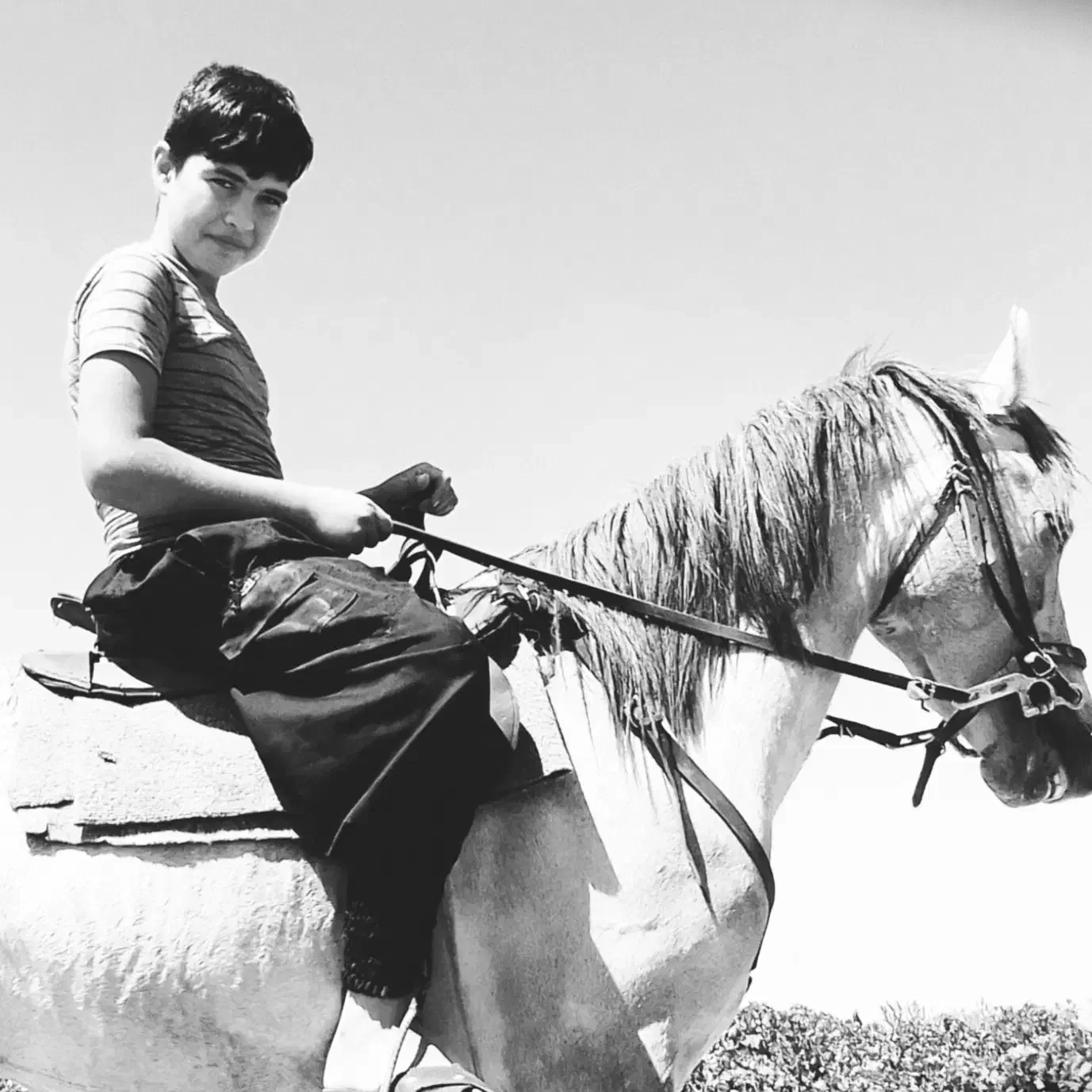 اسب|اسب و تجهیزات اسبسواری|قوچان, |دیوار