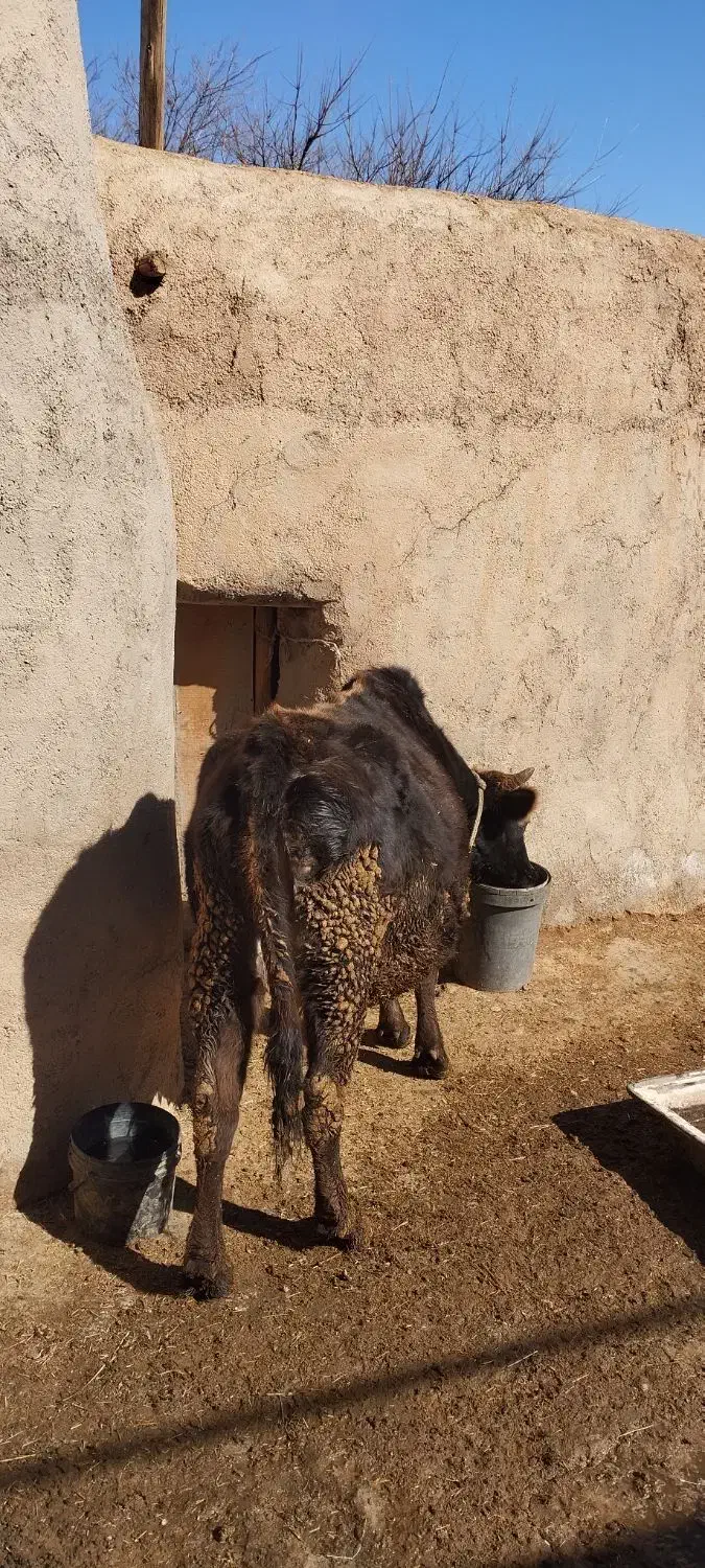 گاو ابستن|حیوانات مزرعه|آبگرم, |دیوار