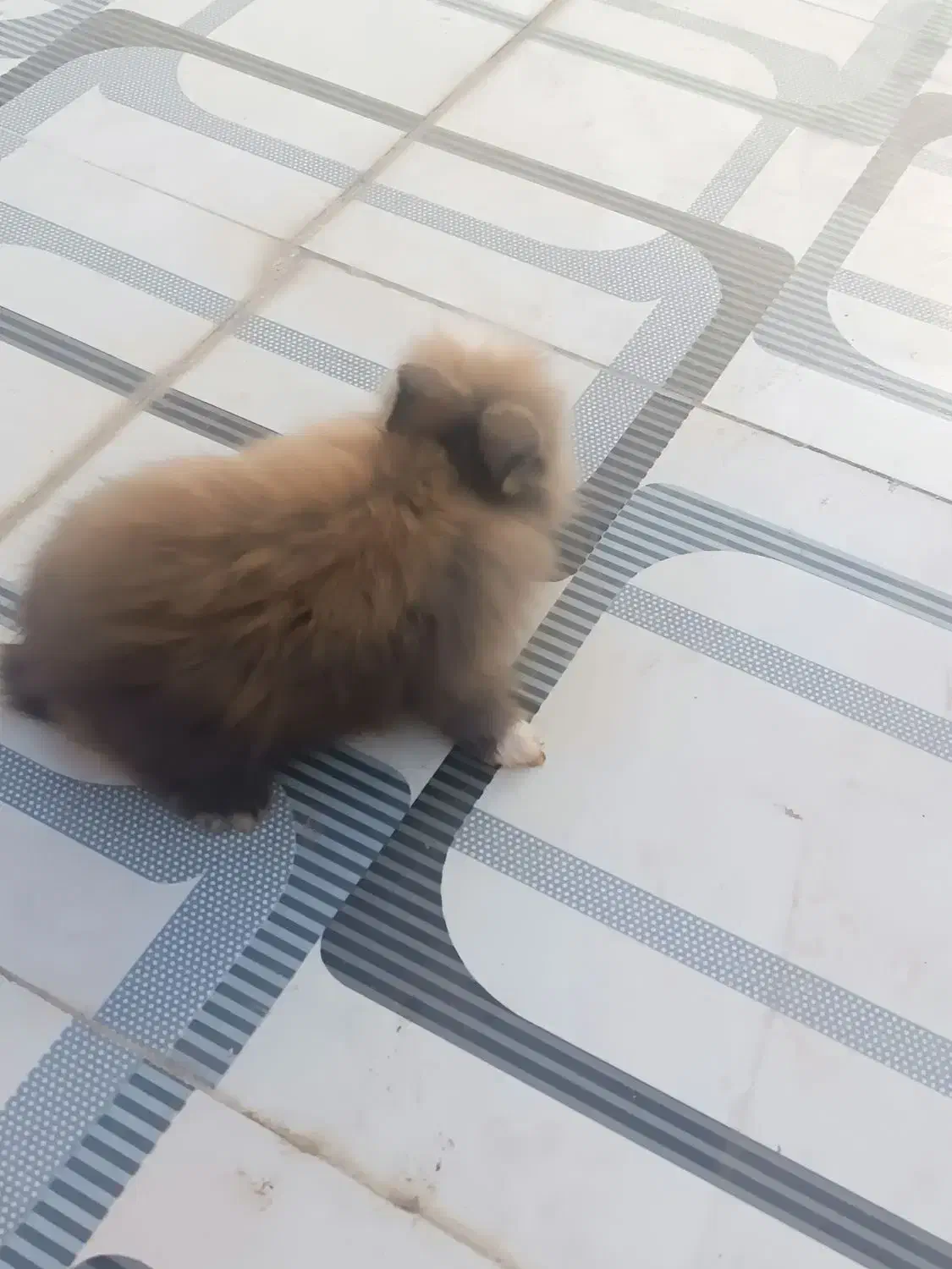 یک جفت خرگوش فانتزی|موش و خرگوش|کاشان, کارگر|دیوار