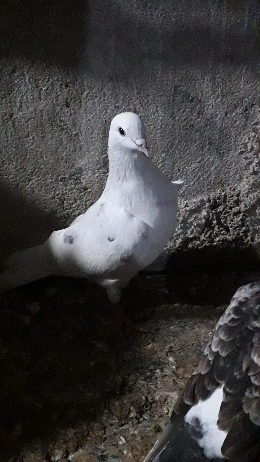 کبوتر نقطه ای|پرنده|مهر, |دیوار