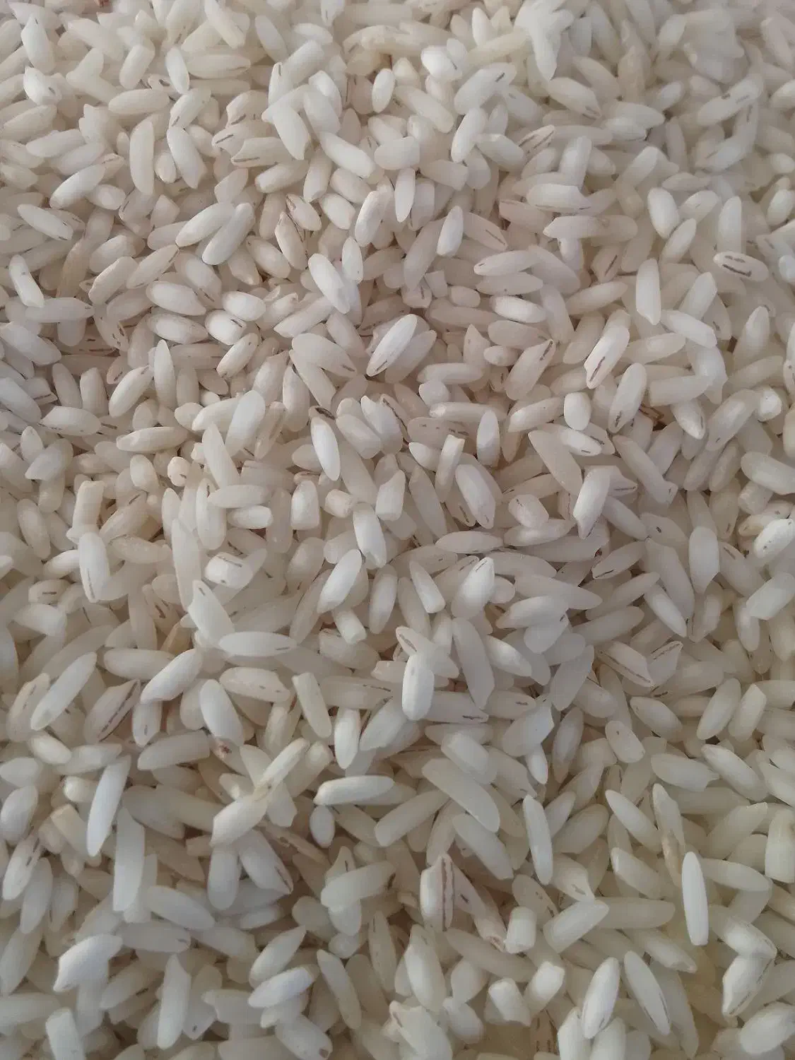 برنج هاشمی قلوه دار با عطر پخت خوب عالی|خوردنی و آشامیدنی|رشت, حافظ آباد|دیوار