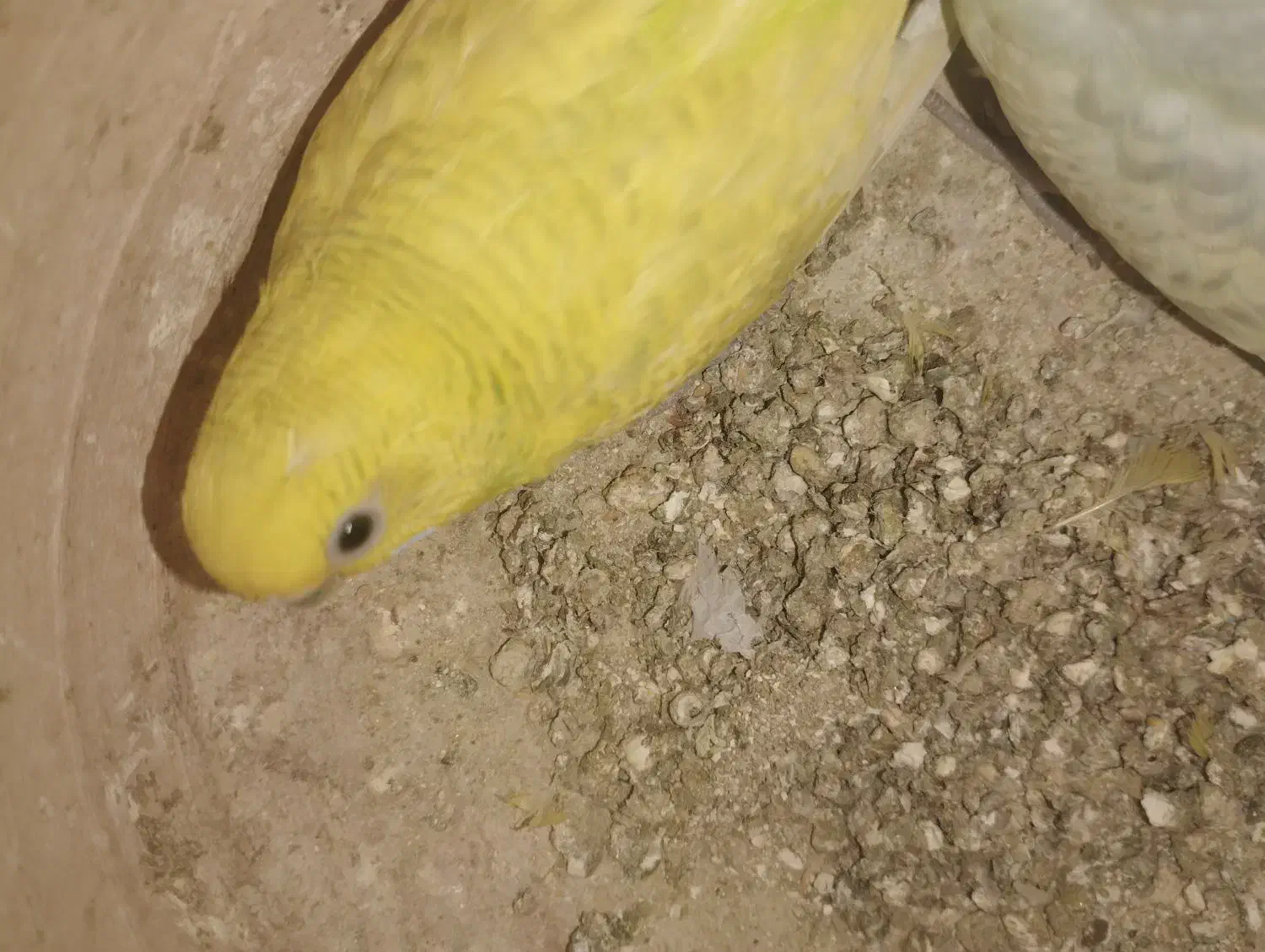 فنچ مولدومرغ عشق مولد|پرنده|زابل, |دیوار