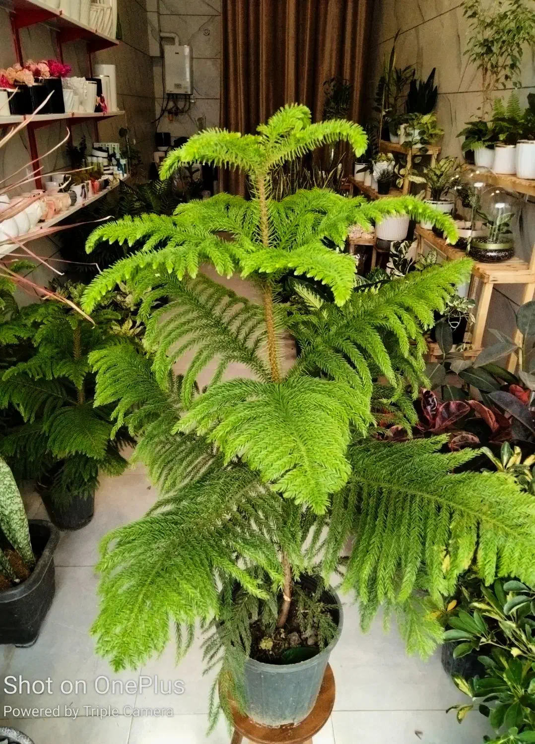 فروشگاه گل و گیاه آپارتمانی (طبیعی)|گل و گیاه طبیعی|تربتحیدریه, بی بی حسنیه|دیوار