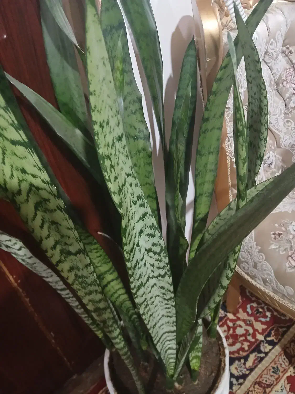 گل اپارتمانی|گل و گیاه طبیعی|خلخال, |دیوار