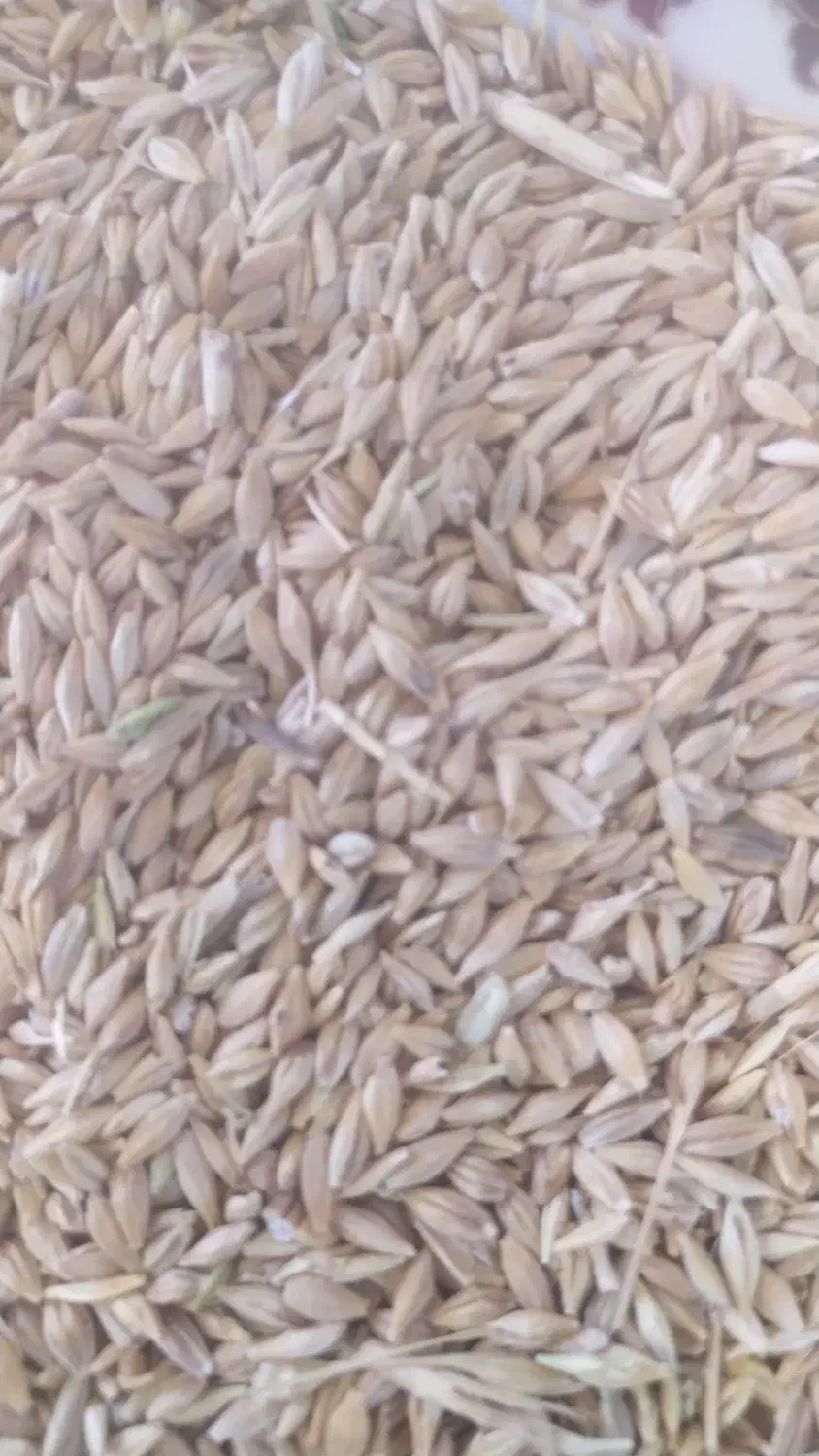 جو دامی.بره|حیوانات مزرعه|درودزن, |دیوار