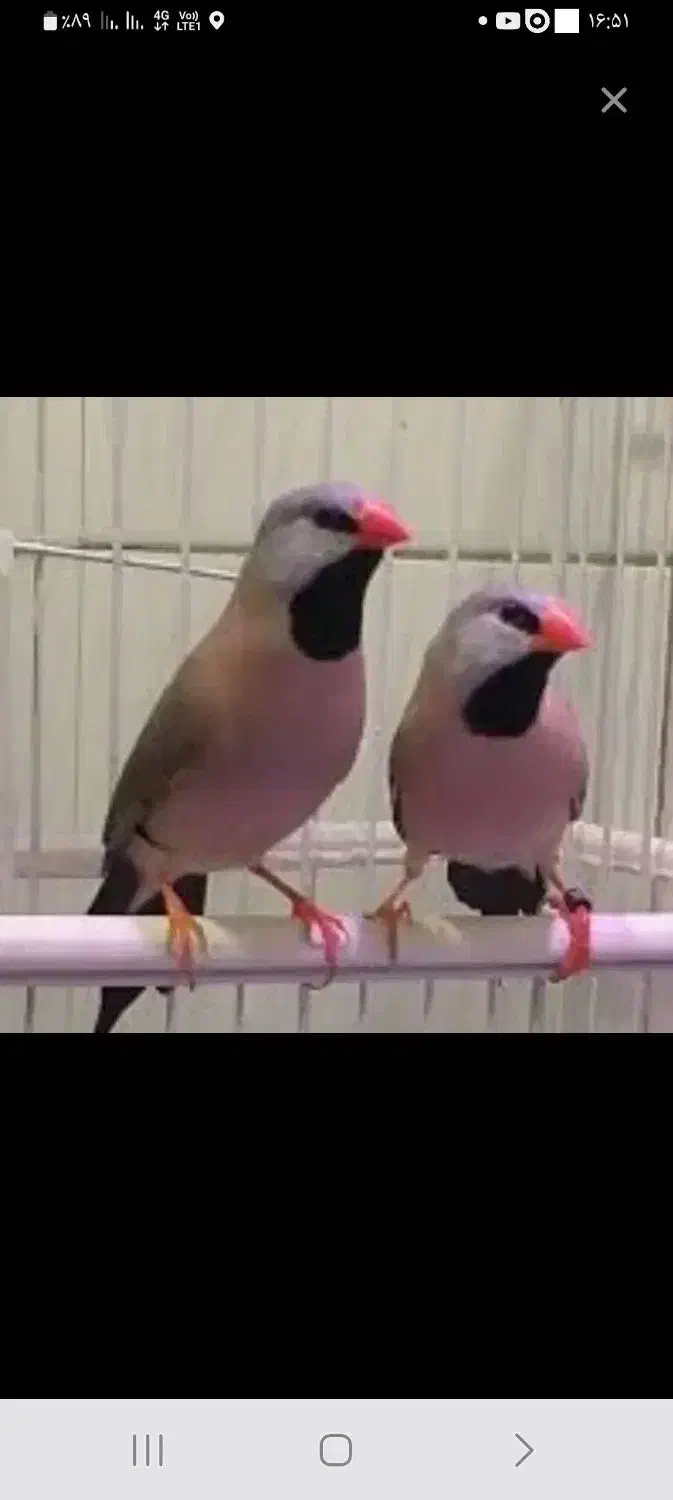 نرگسی شکلاتی ۸۵۰ و کرواتی|پرنده|تهران, کوثر|دیوار