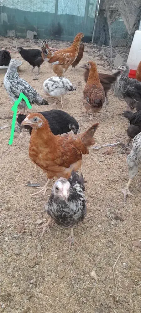 جوجه های گلپایگانی|حیوانات مزرعه|رودسر, |دیوار