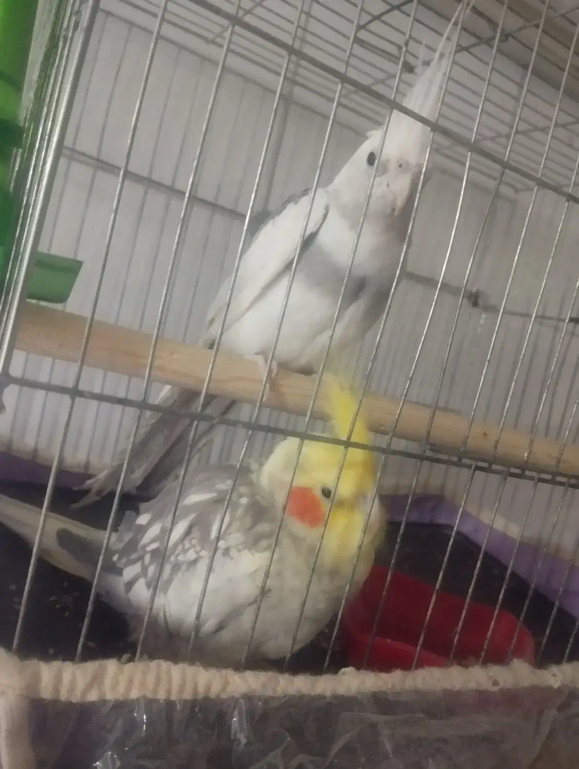 جفت عروس هلندی مولد|پرنده|نیشابور, مدرس|دیوار