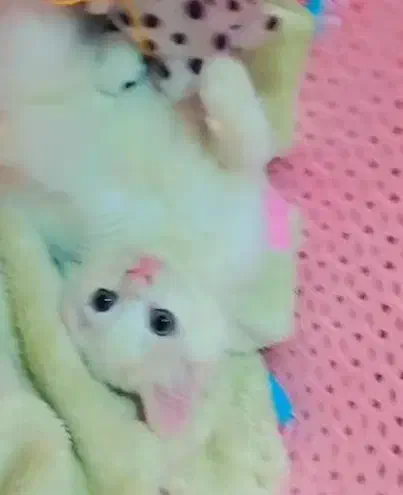 واگذاری گربه|گربه|شوش, |دیوار