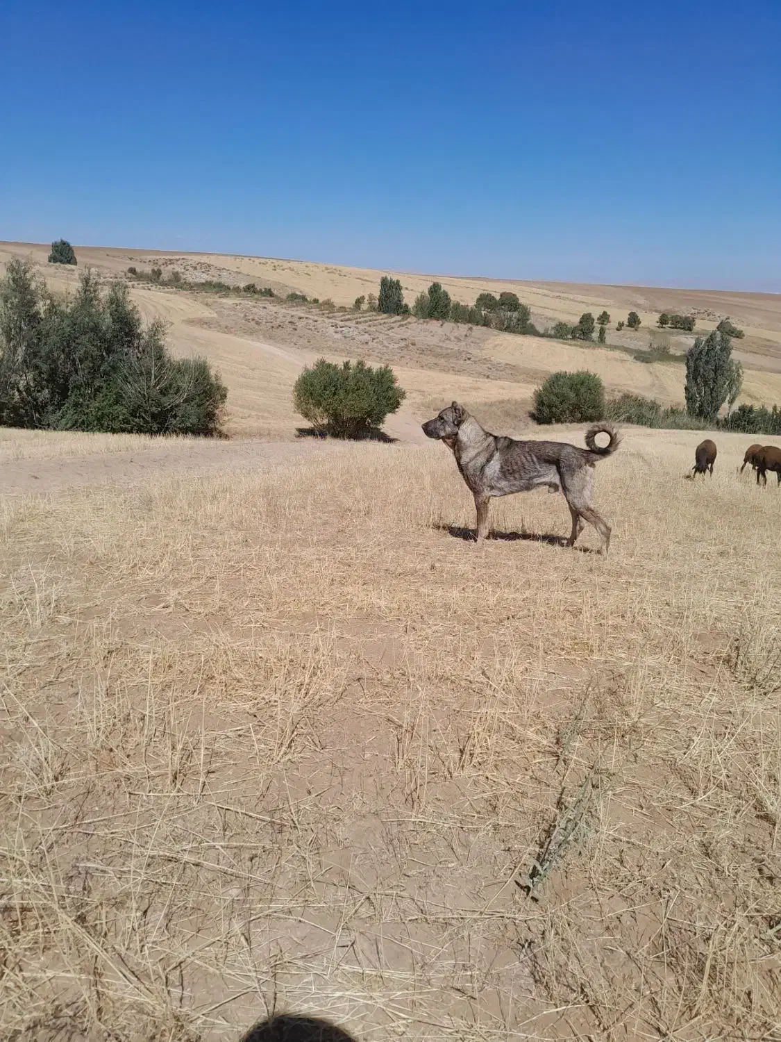 سگ عراقی|سگ|انگوران, |دیوار