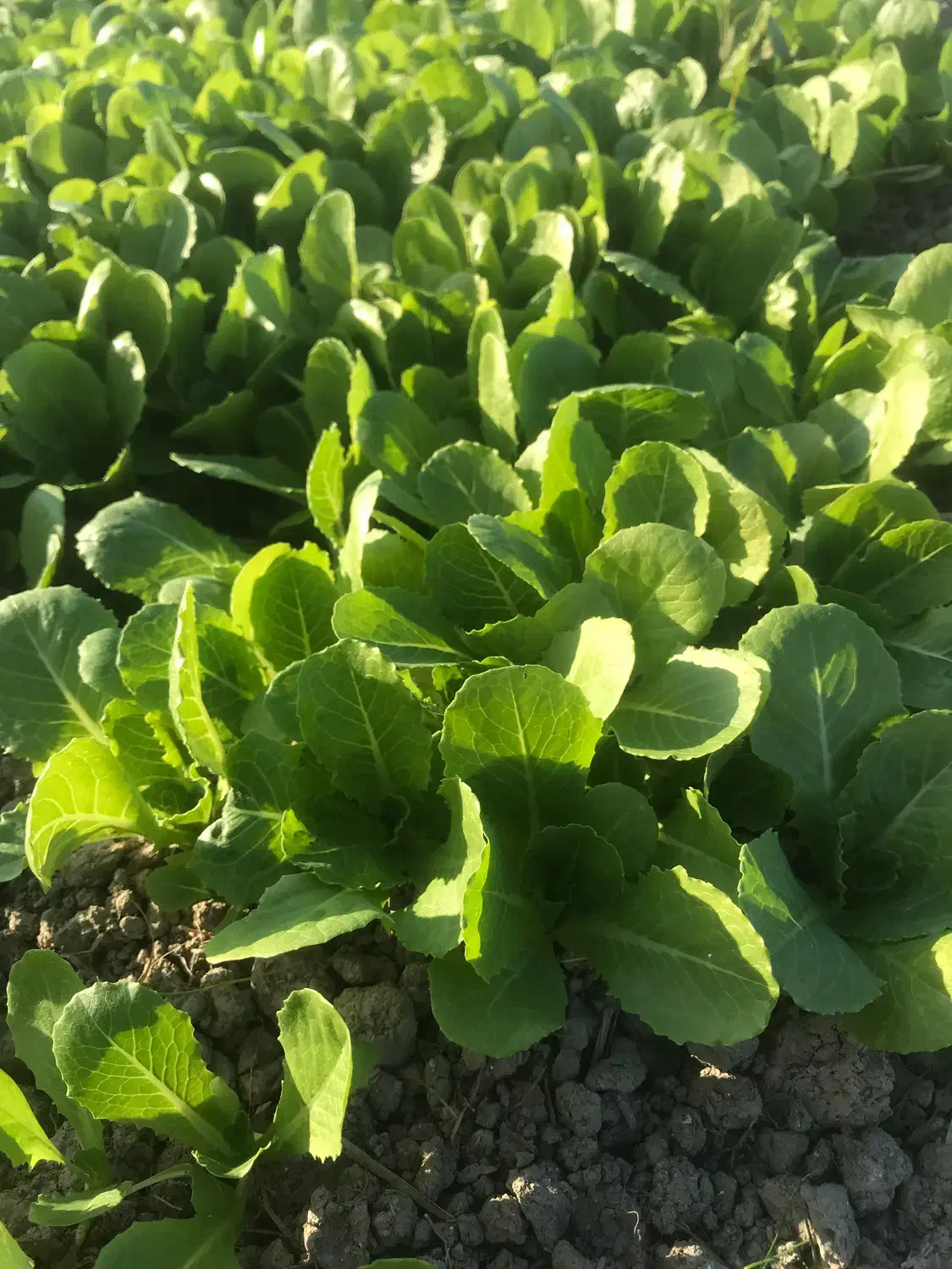 فروش نشا کاهو|خدمات باغبانی و درختکاری|سورک, |دیوار