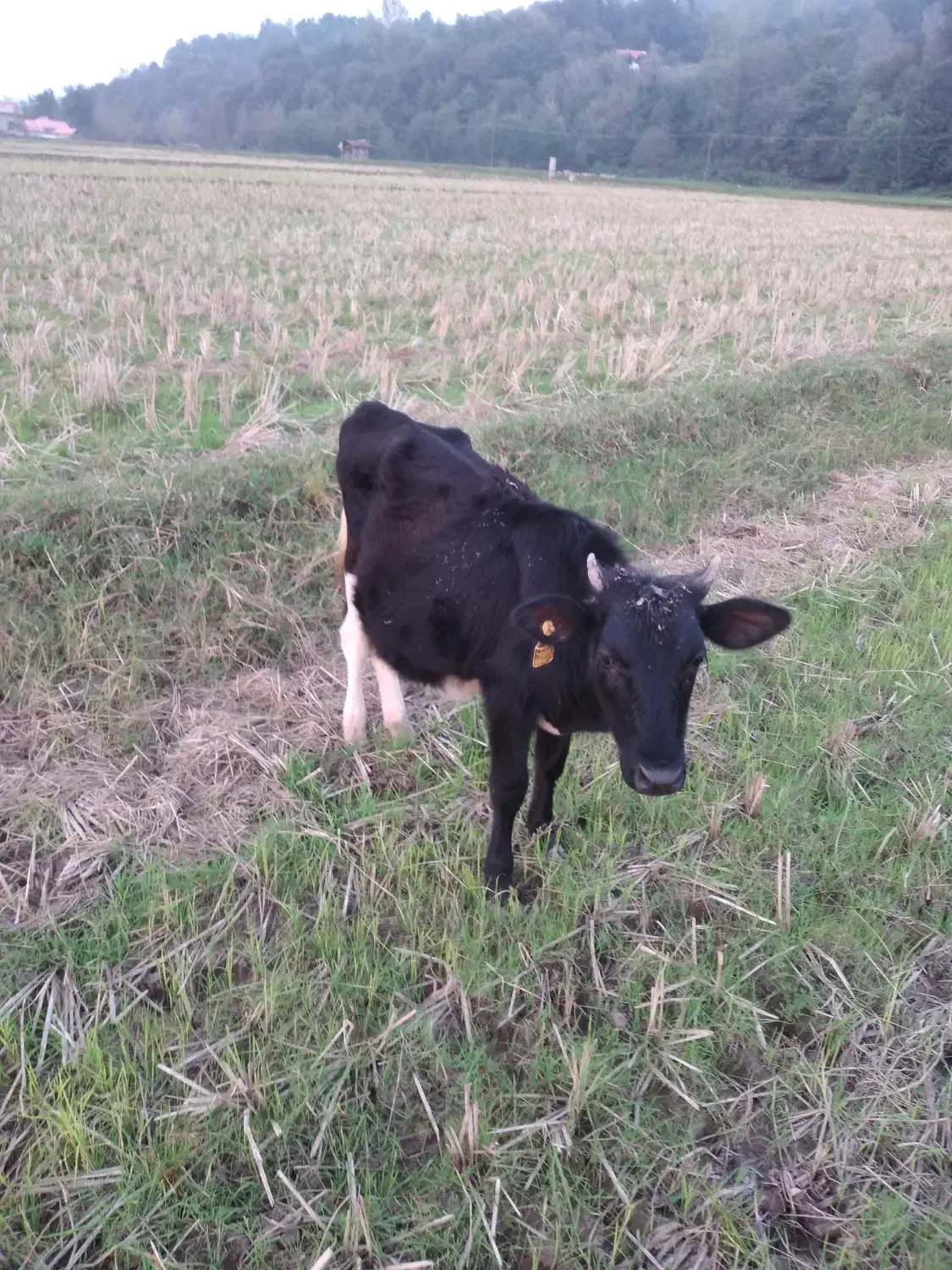 یک راس لیشه محلی و یک راس لیشه دورگ محلی|حیوانات مزرعه|توتکابن, |دیوار