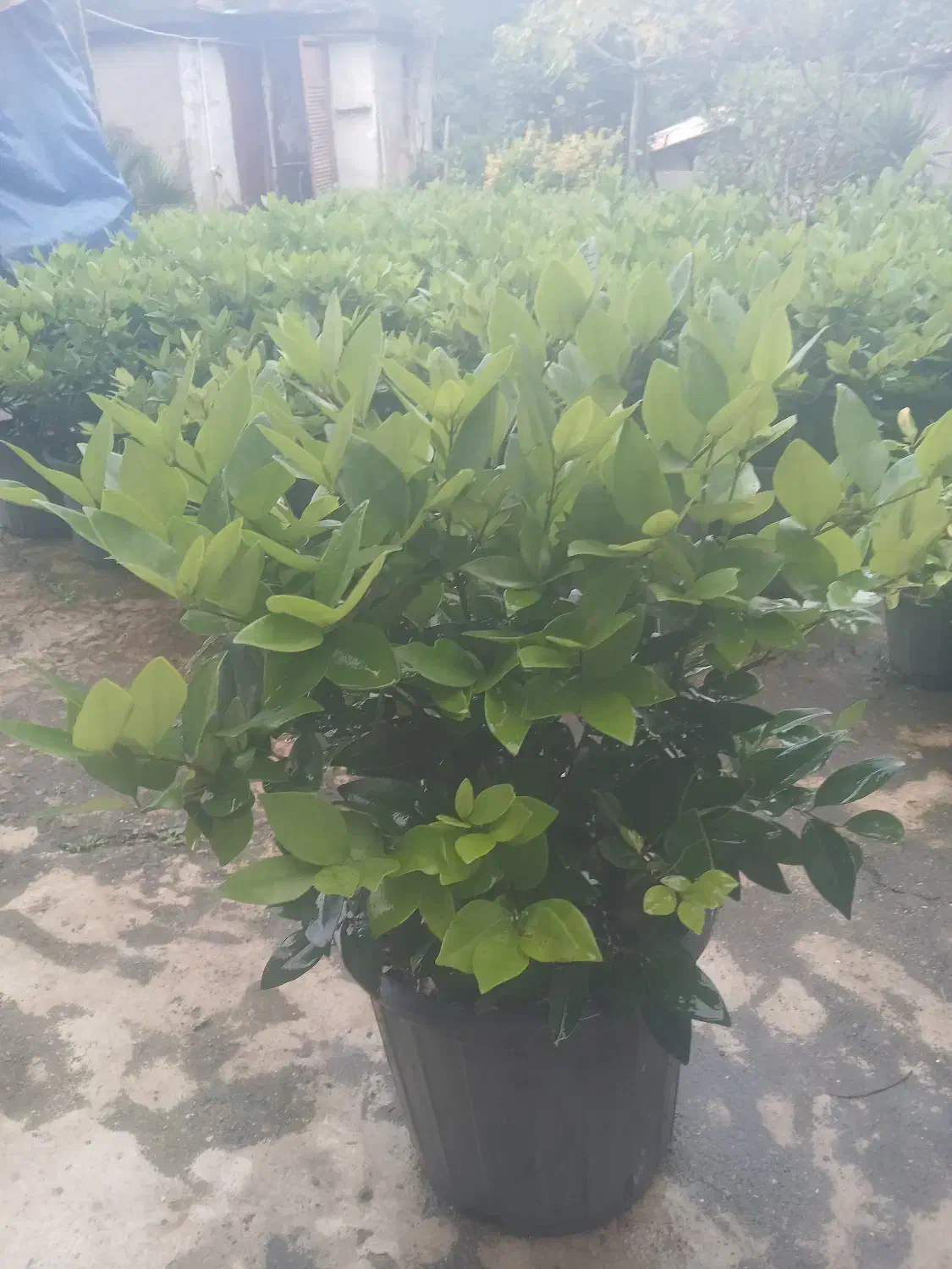 یاس هلندی|گل و گیاه طبیعی|کلاچای, |دیوار