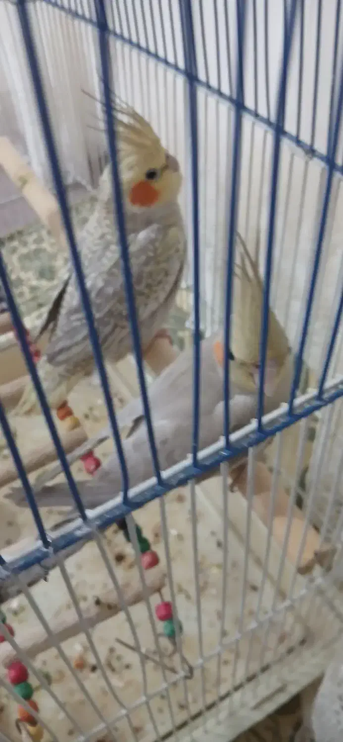 عروس هلندی خوشگل|پرنده|چنگ الماسی, |دیوار