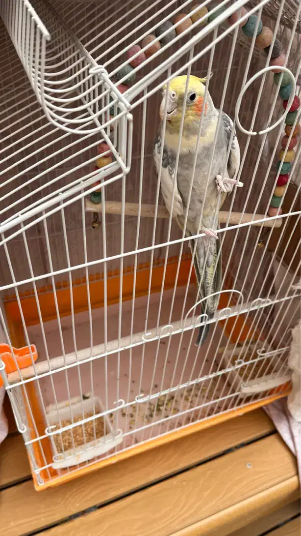 عروس هلندی با قفس و لوازم کامل،شهرکرد|پرنده|شهرکرد, |دیوار