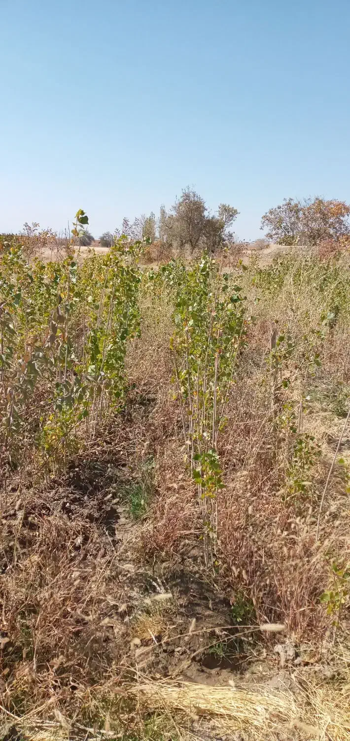 نهال صنوبر.کبوده|گل و گیاه طبیعی|بروجرد, |دیوار