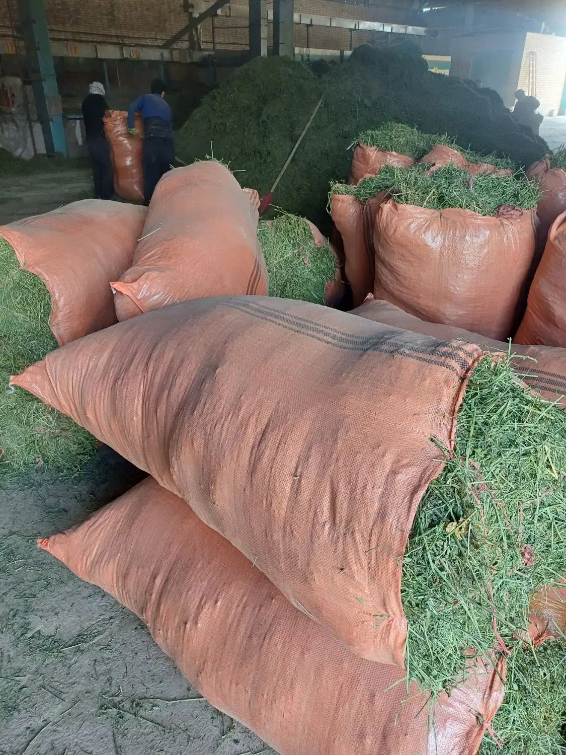 یونجه سبز|عمدهفروشی|شوشتر, |دیوار