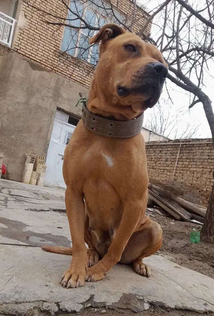 سگ پیتبول و گریت دین|سگ|تهران, لاله زار|دیوار