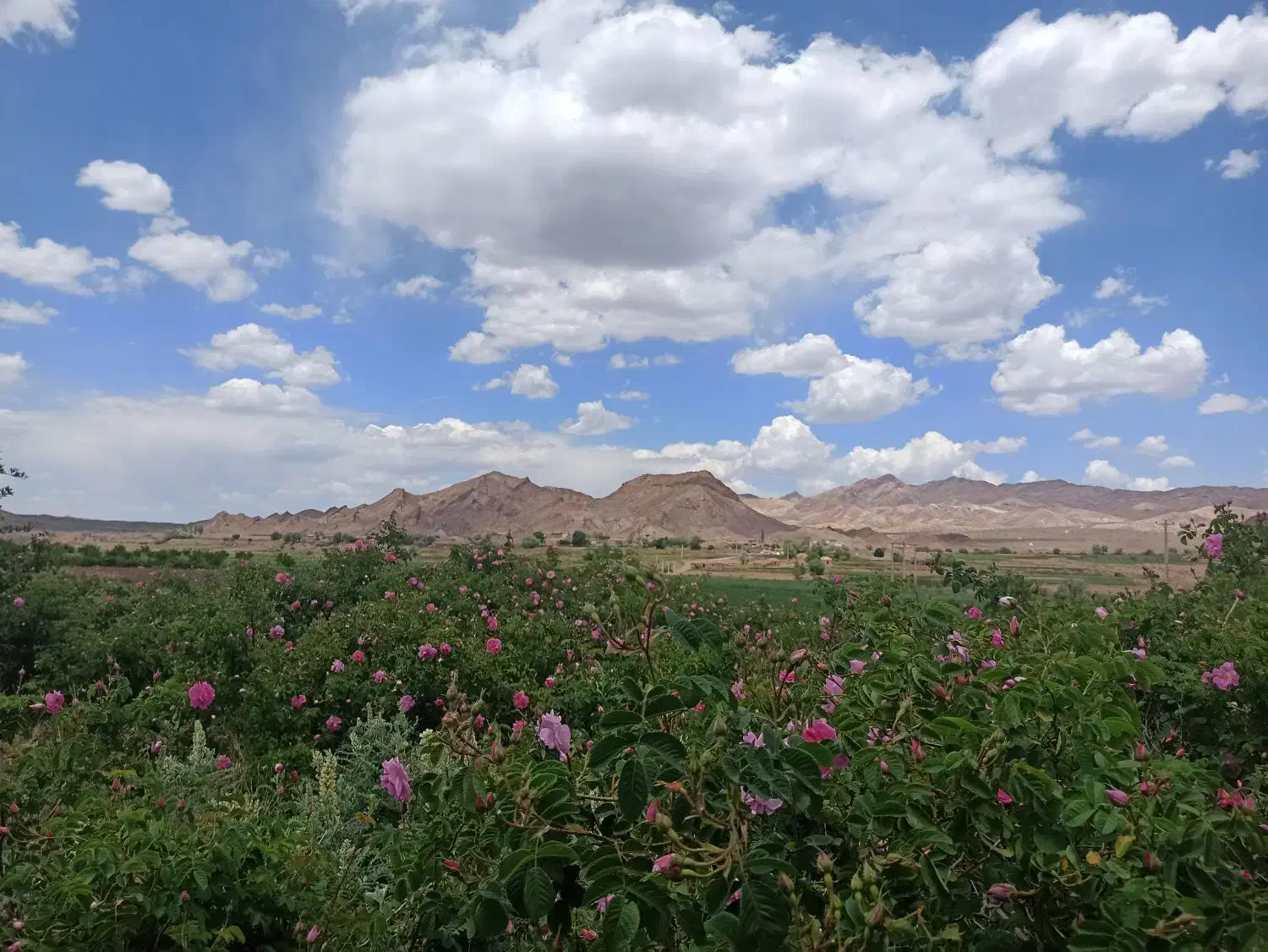 فروش زمین|فروش زمین و ملک کلنگی|بردسیر, |دیوار