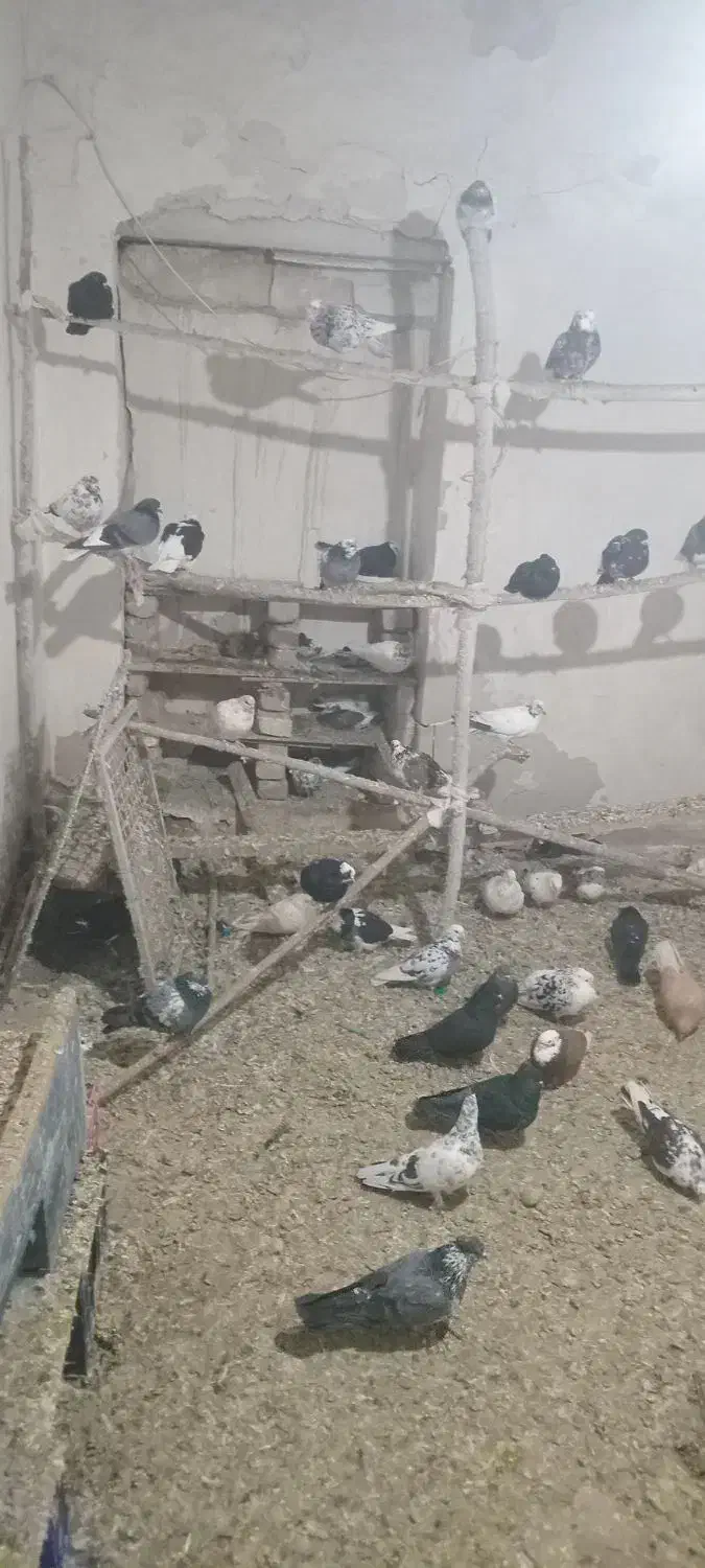 کبوتر پرشی|پرنده|نهاوند, |دیوار