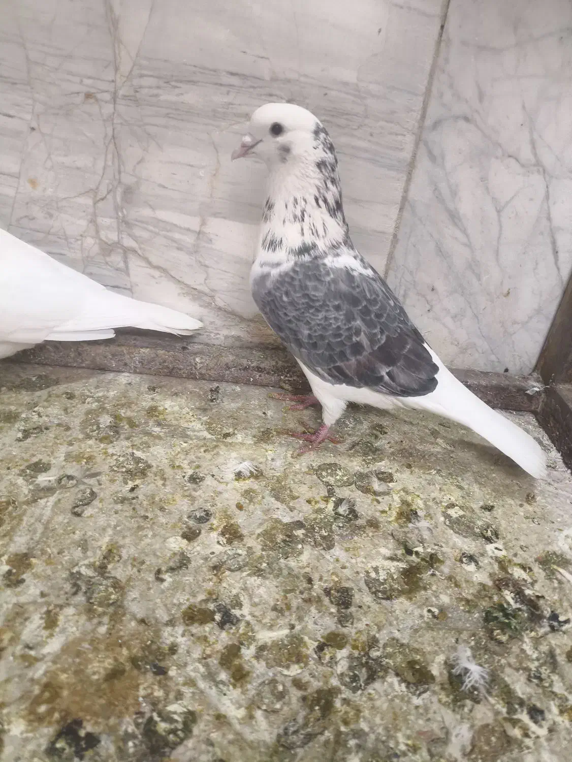 کبوتر|پرنده|پاکدشت, پاکدشت (مامازند)|دیوار