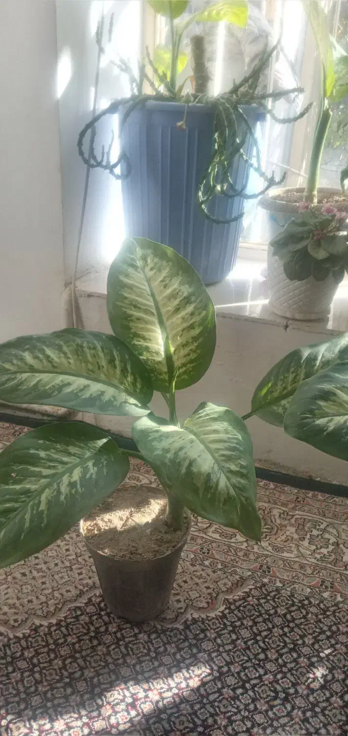 گل دیفن|گل و گیاه طبیعی|عنبران, |دیوار