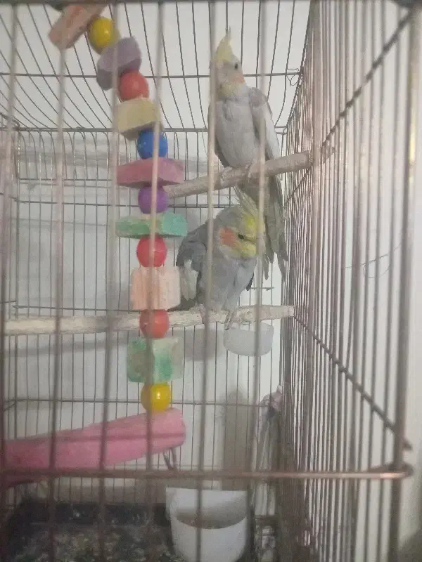 فروش عروس هلندی|پرنده|قدس, شهر‌قدس|دیوار