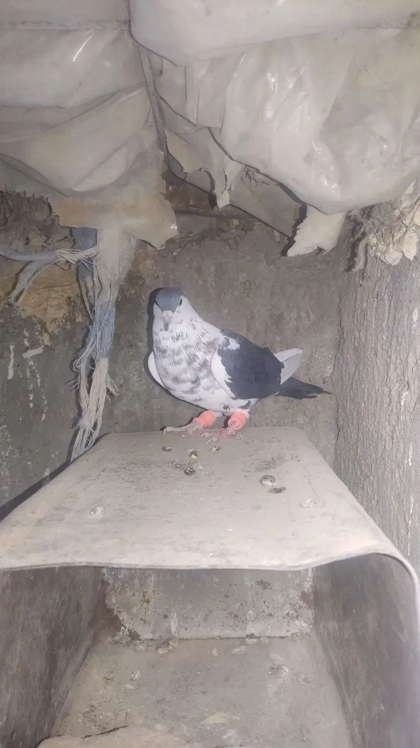 چپ افشان|پرنده|خاش, |دیوار