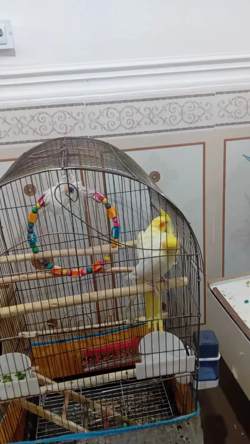 عروس هلندی|پرنده|امیدیه, |دیوار