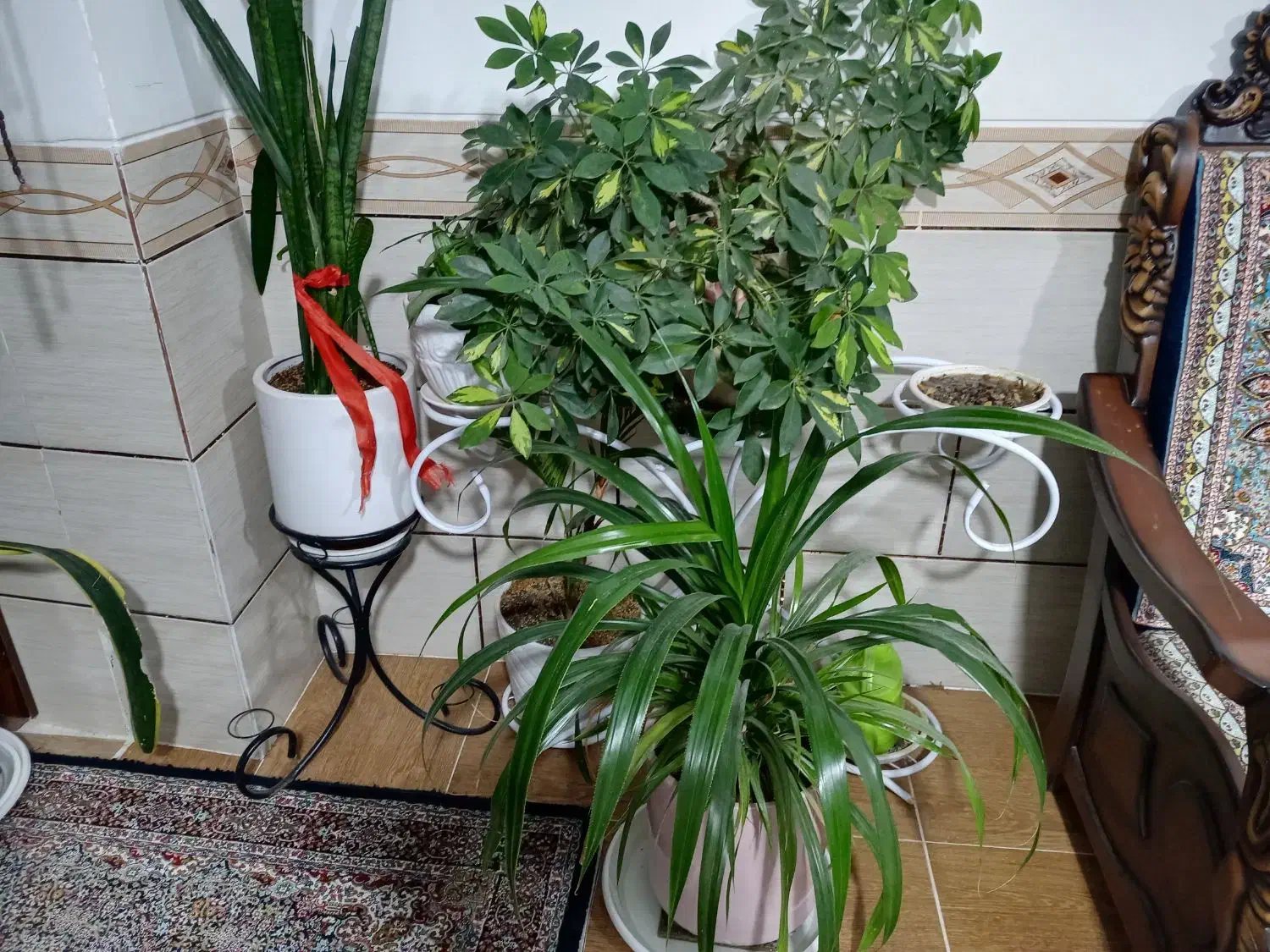 سه عدد گل زیبا وبزرگ شفلرا پاندوس سانسواریا|گل و گیاه طبیعی|کرمان, |دیوار