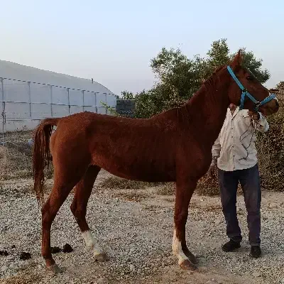 اسب|اسب و تجهیزات اسب‌سواری|تهران, منیریه|دیوار