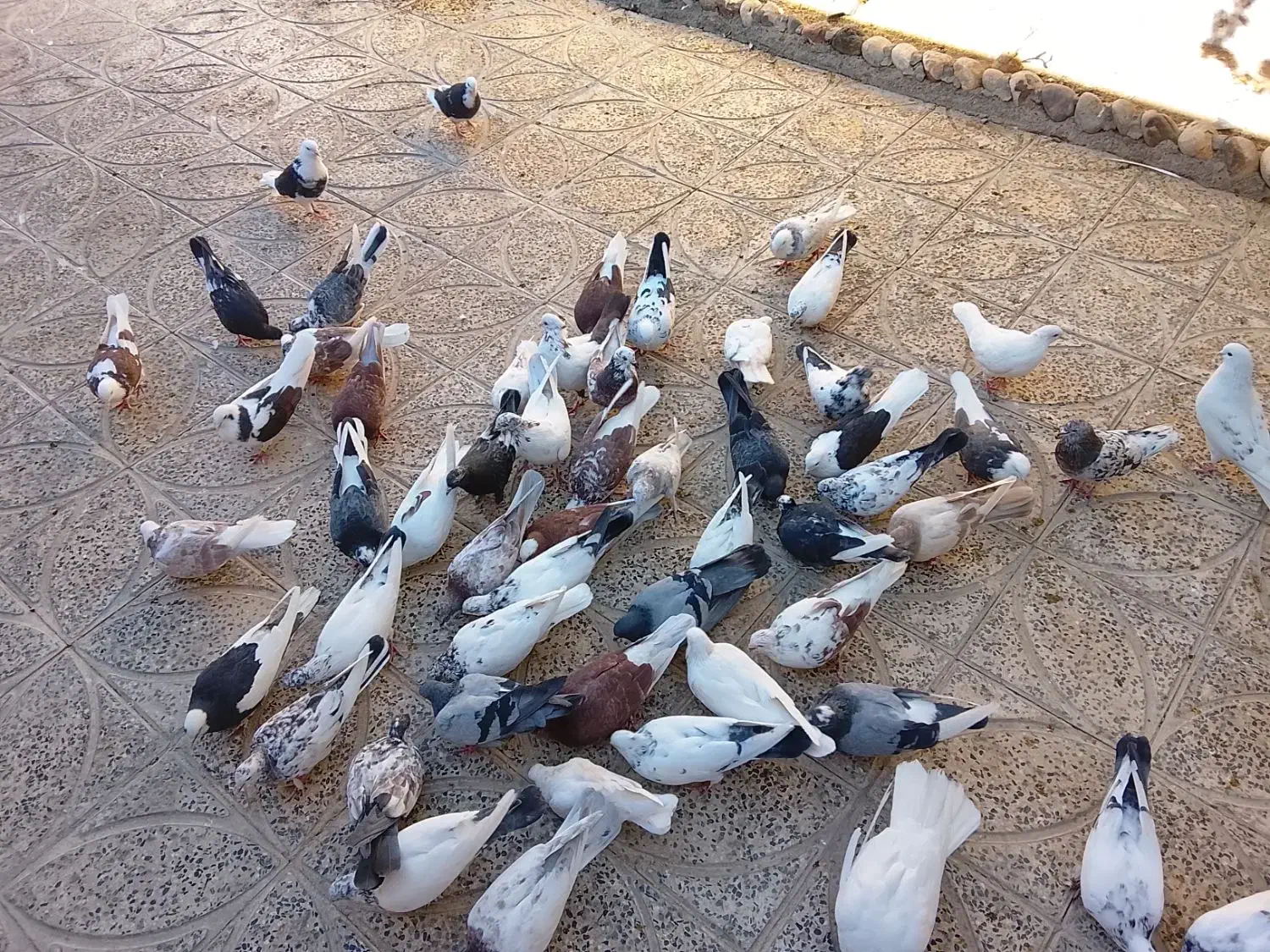 (تعدادی کبوتر،فروش فوری)|پرنده|معصومیه, |دیوار