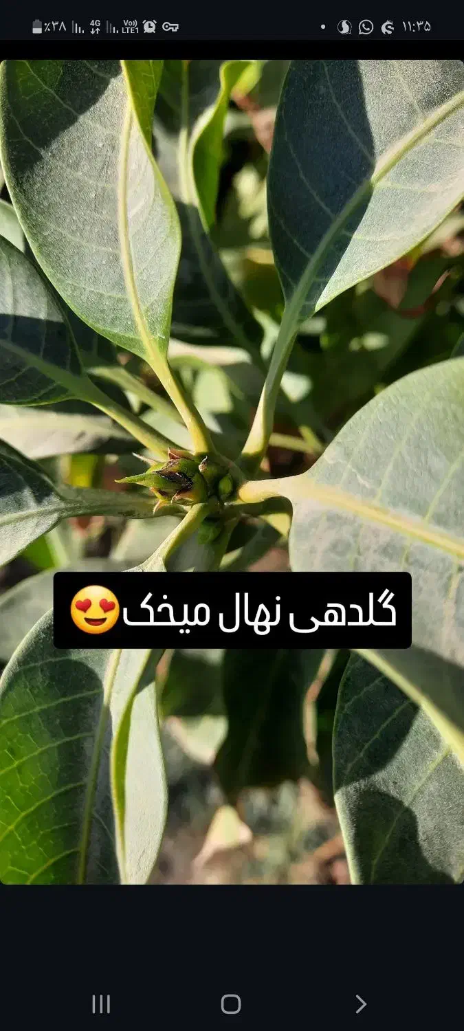 نهال انبه اصلاح شده|خدمات باغبانی و درختکاری|کهنوج, |دیوار