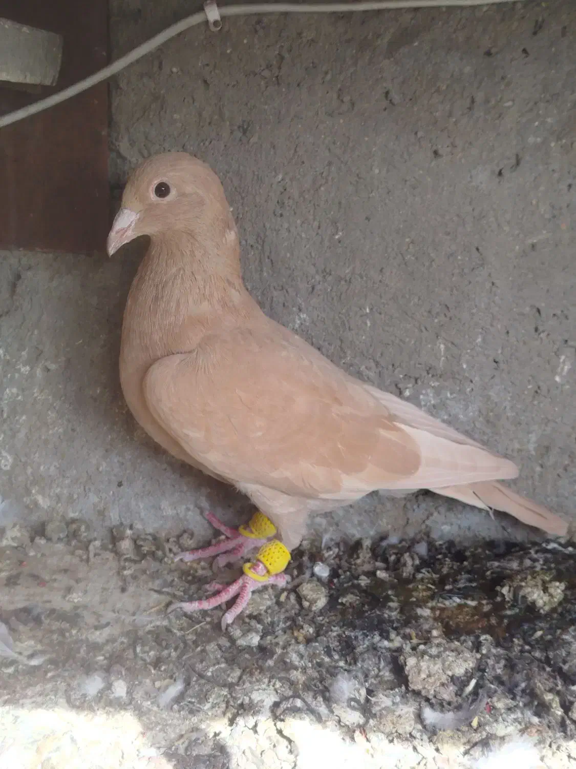 ماده زرد کرمانی فروشی|پرنده|تربتحیدریه, کلاته توکلی|دیوار