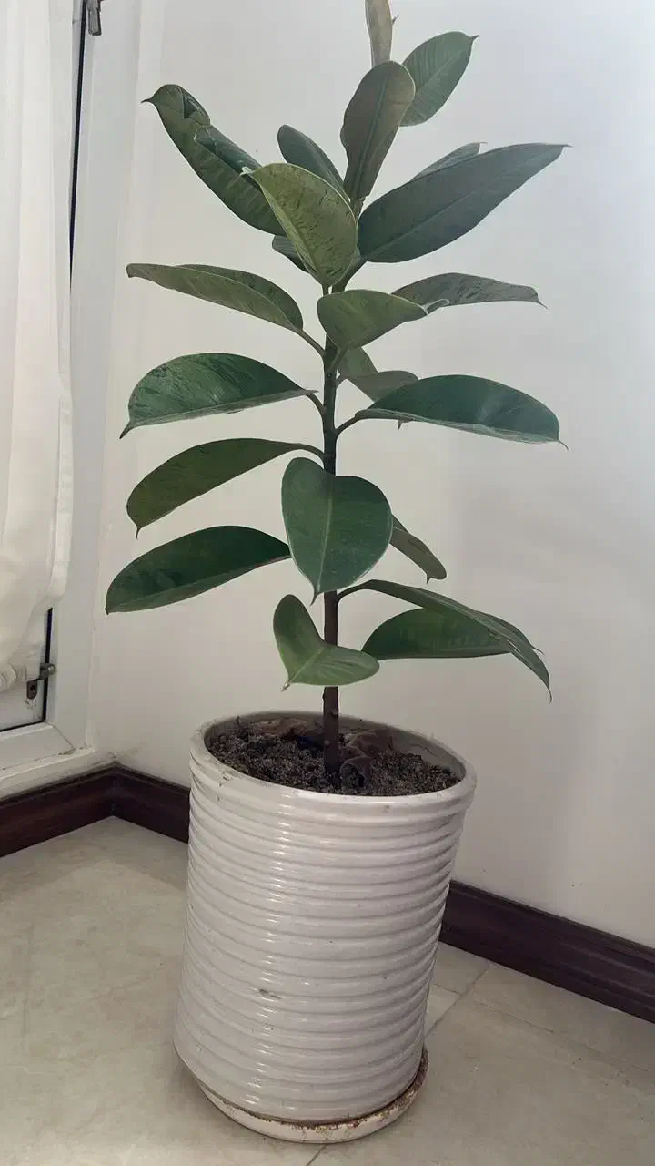 گل فیکوس با گلدان|گل و گیاه طبیعی|قم, انسجام|دیوار