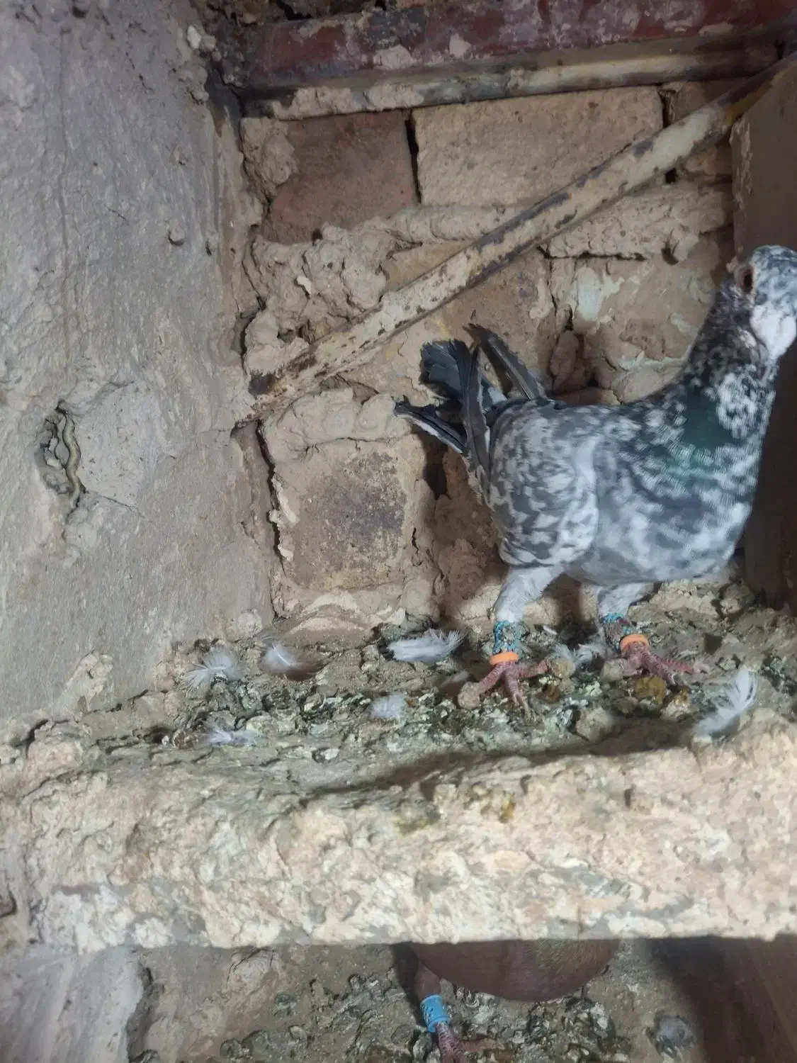 کبوتر|پرنده|دشتابی, |دیوار