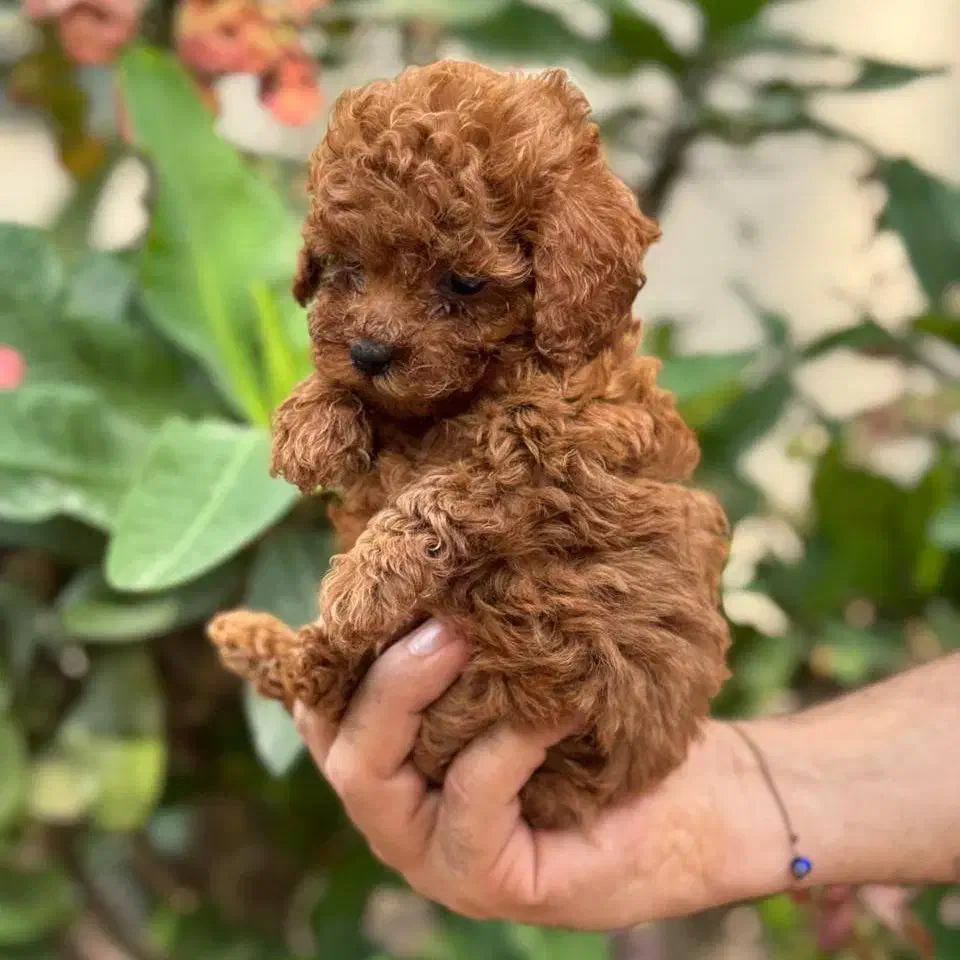 پودل|سگ|تهران, پاسداران|دیوار