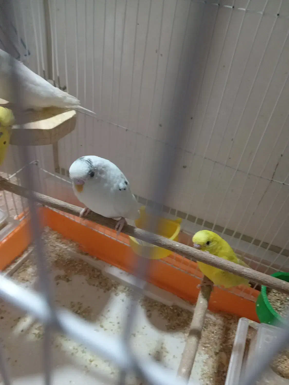 مرغ عشق|پرنده|شهرضا, |دیوار