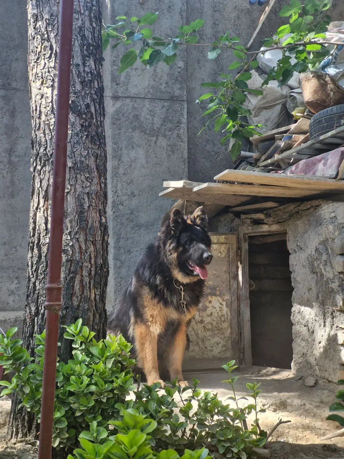 سگ گمشده|حیوانات|مشهد, ثامن|دیوار