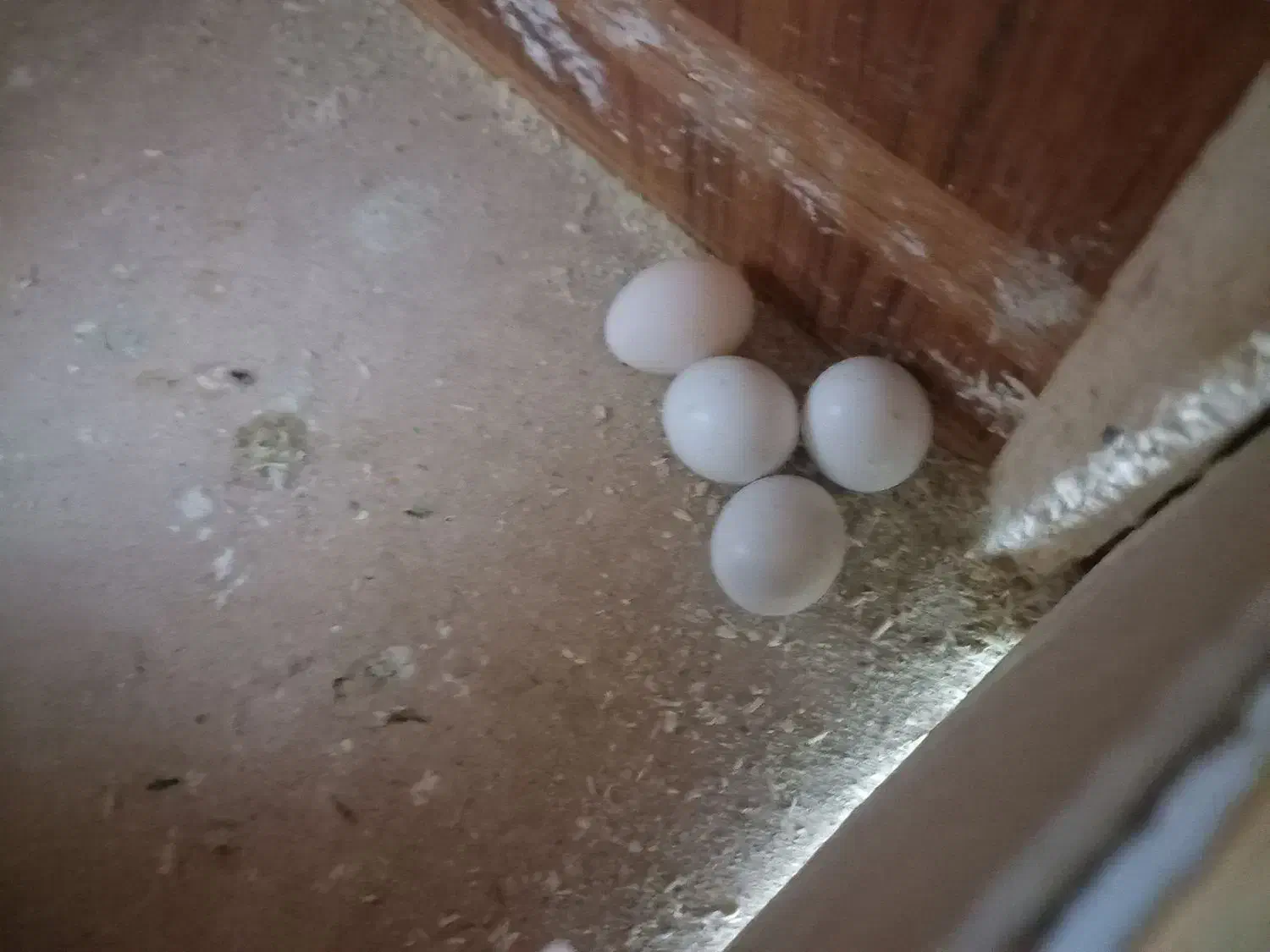 عروس هلندی|پرنده|رشت, منظریه|دیوار