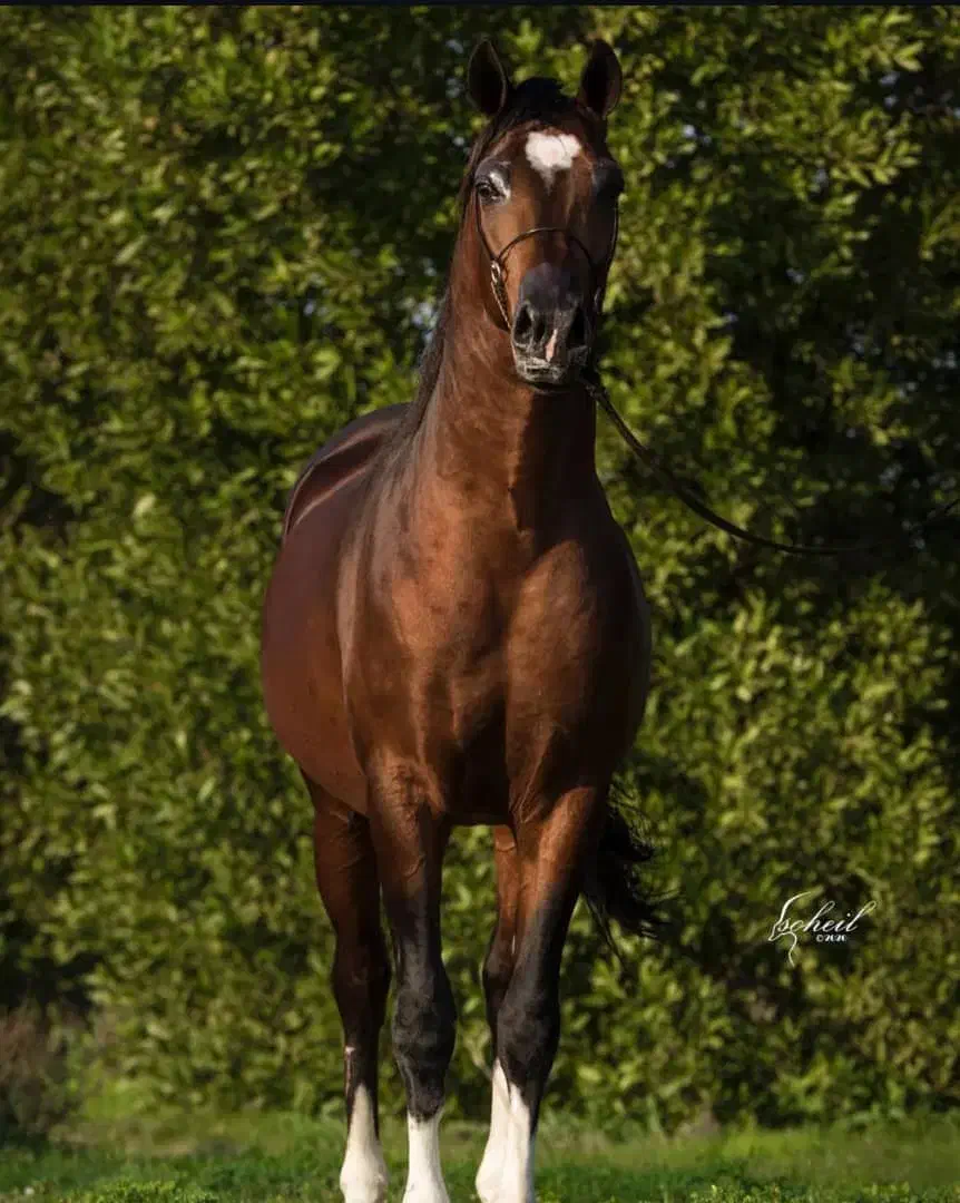 خرید و فروش اسب عرب مدرک دار|اسب و تجهیزات اسبسواری|یزد, |دیوار